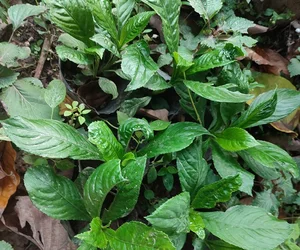 From Wild Weed to Gourmet Specialty: The Rise of Unique Local Produce - image 0