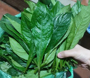 From Wild Weed to Gourmet Specialty: The Rise of Unique Local Produce - image 4