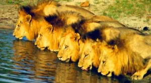Understanding Inbreeding in the Animal Kingdom: Biological Perspectives - image 1