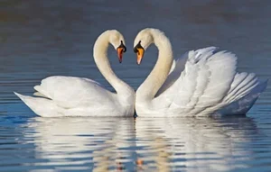 Understanding Inbreeding in the Animal Kingdom: Biological Perspectives - image 7