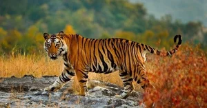 Understanding Inbreeding in the Animal Kingdom: Biological Perspectives - image 2