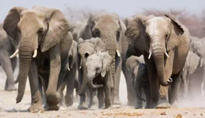 Understanding Inbreeding in the Animal Kingdom: Biological Perspectives - image 4
