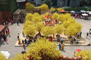 Ho Chi Minh City's Vibrant Apricot Blossom Garden: A Tet Tradition - image 8