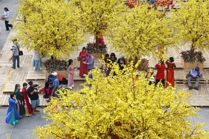 Ho Chi Minh City's Vibrant Apricot Blossom Garden: A Tet Tradition - image 3