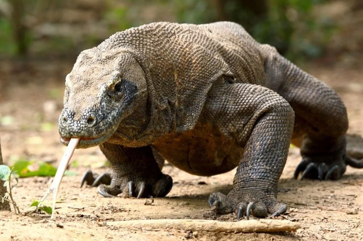 Fascinating and Mind-Blowing Facts About the World's Largest Lizards