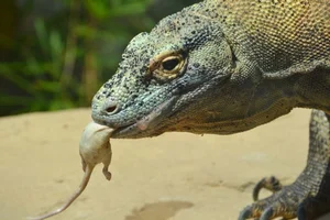Fascinating and Mind-Blowing Facts About the World's Largest Lizards - image 6