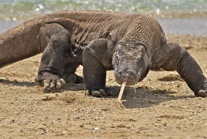 Fascinating and Mind-Blowing Facts About the World's Largest Lizards - image 7