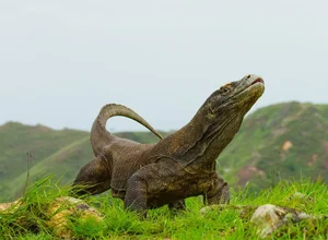 Fascinating and Mind-Blowing Facts About the World's Largest Lizards - image 5