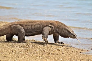 Fascinating and Mind-Blowing Facts About the World's Largest Lizards - image 1