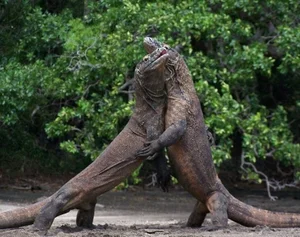 Fascinating and Mind-Blowing Facts About the World's Largest Lizards - image 2