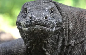 Fascinating and Mind-Blowing Facts About the World's Largest Lizards - image 4