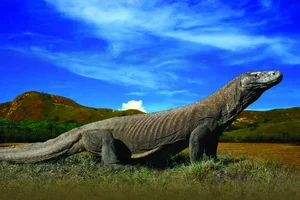 Fascinating and Mind-Blowing Facts About the World's Largest Lizards - image 3