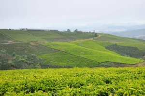 Cau Dat Tea Hill: From French Colonial Estate to Dalat's Top Check-In Destination - image 0