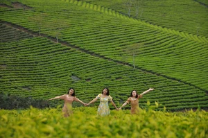 Cau Dat Tea Hill: From French Colonial Estate to Dalat's Top Check-In Destination - image 4