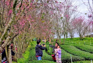 Cau Dat Tea Hill: From French Colonial Estate to Dalat's Top Check-In Destination - image 3