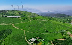 Cau Dat Tea Hill: From French Colonial Estate to Dalat's Top Check-In Destination - image 1