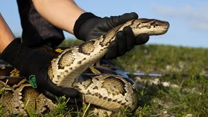 Unbelievable Footage: Florida Bobcat Defeats 4-Meter Burmese Python - image 6