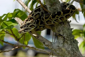 Unbelievable Footage: Florida Bobcat Defeats 4-Meter Burmese Python - image 2