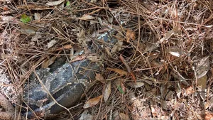 Unbelievable Footage: Florida Bobcat Defeats 4-Meter Burmese Python - image 8