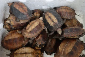 Rare Golden Turtle Discovered in Ha Tinh Residential Area: A Conservation Success - image 4