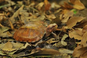 Rare Golden Turtle Discovered in Ha Tinh Residential Area: A Conservation Success - image 2