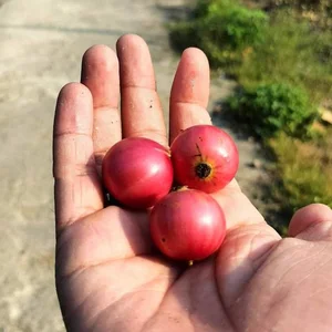 From 'Tongue-Cutter' to Luxury Delicacy: The Rise of This Exotic Specialty Fruit - image 3