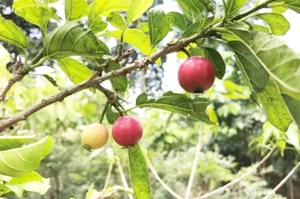 From 'Tongue-Cutter' to Luxury Delicacy: The Rise of This Exotic Specialty Fruit - image 0