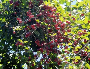 From 'Tongue-Cutter' to Luxury Delicacy: The Rise of This Exotic Specialty Fruit - image 1