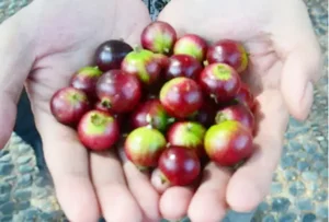 From 'Tongue-Cutter' to Luxury Delicacy: The Rise of This Exotic Specialty Fruit - image 7