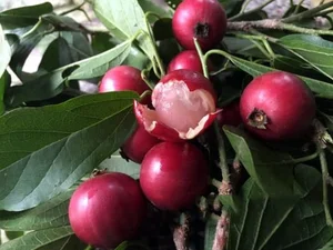 From 'Tongue-Cutter' to Luxury Delicacy: The Rise of This Exotic Specialty Fruit - image 4