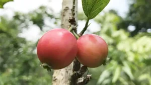 From 'Tongue-Cutter' to Luxury Delicacy: The Rise of This Exotic Specialty Fruit - image 5