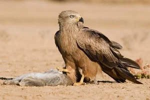 8 Fascinating Facts About the Hawks of Vietnam You Might Not Know - image 8