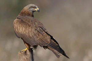 8 Fascinating Facts About the Hawks of Vietnam You Might Not Know - image 1