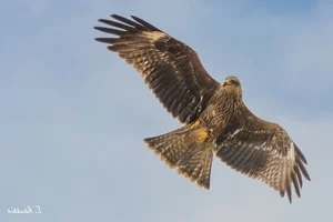 8 Fascinating Facts About the Hawks of Vietnam You Might Not Know - image 5