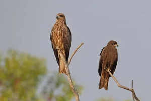 8 Fascinating Facts About the Hawks of Vietnam You Might Not Know - image 0