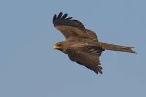 8 Fascinating Facts About the Hawks of Vietnam You Might Not Know - image 6