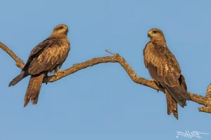 8 Fascinating Facts About the Hawks of Vietnam You Might Not Know - image 4