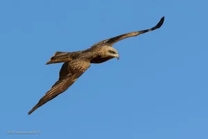 8 Fascinating Facts About the Hawks of Vietnam You Might Not Know - image 3