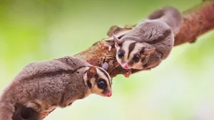 Top 10 Cutest Animals on Earth That Will Melt Your Heart - image 12