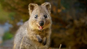 Top 10 Cutest Animals on Earth That Will Melt Your Heart - image 7