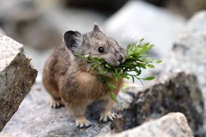 Top 10 Cutest Animals on Earth That Will Melt Your Heart - image 3