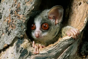 Top 10 Cutest Animals on Earth That Will Melt Your Heart - image 10