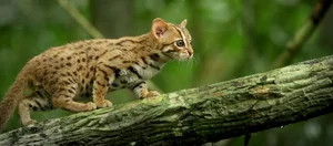 Top 10 Cutest Animals on Earth That Will Melt Your Heart - image 9