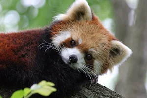 Top 10 Cutest Animals on Earth That Will Melt Your Heart - image 4