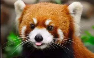 Top 10 Cutest Animals on Earth That Will Melt Your Heart - image 0