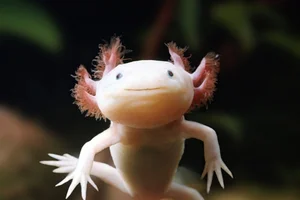 Top 10 Cutest Animals on Earth That Will Melt Your Heart - image 6