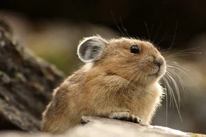 Top 10 Cutest Animals on Earth That Will Melt Your Heart - image 8
