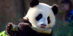 Top 10 Cutest Animals on Earth That Will Melt Your Heart - image 11