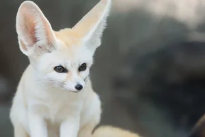 Top 10 Cutest Animals on Earth That Will Melt Your Heart - image 5