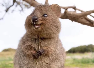 Top 10 Cutest Animals on Earth That Will Melt Your Heart - image 2